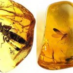 Đá hổ phách vàng là gì? Hổ phách vàng hợp mệnh gì?