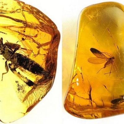 Đá hổ phách vàng là gì? Hổ phách vàng hợp mệnh gì?